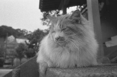 bwneko015.JPG