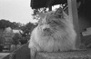 bwneko015_thumb.jpg