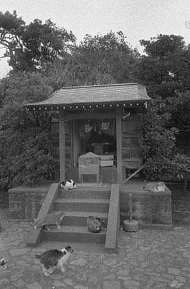 bwneko016.JPG