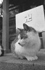 bwneko017_thumb.jpg