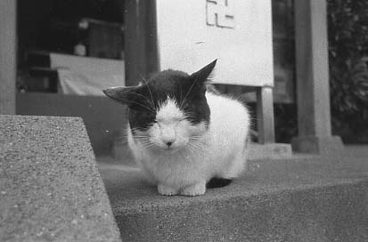 bwneko018.JPG