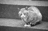 bwneko01_thumb.jpg