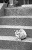 bwneko02_thumb.jpg