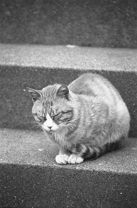 bwneko03.JPG