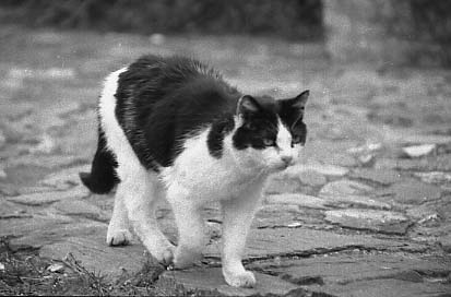 bwneko04.JPG