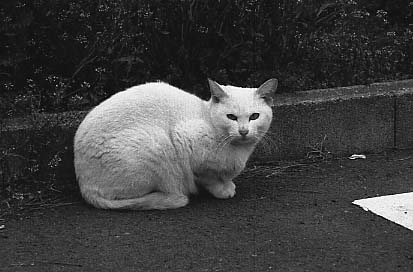 bwneko08.JPG