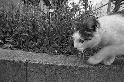 bwneko11.JPG