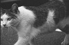 bwneko12_thumb.jpg