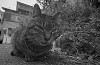 bwneko13_thumb.jpg