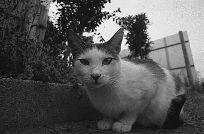 bwneko14.JPG