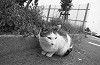 bwneko15_thumb.jpg
