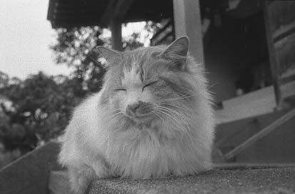 bwneko16.JPG