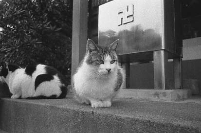 bwneko19.JPG