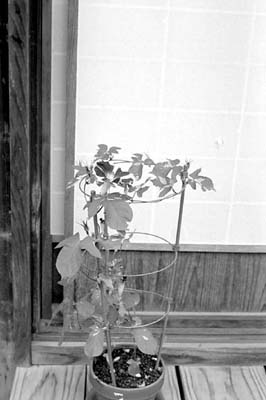 crop0319.jpg