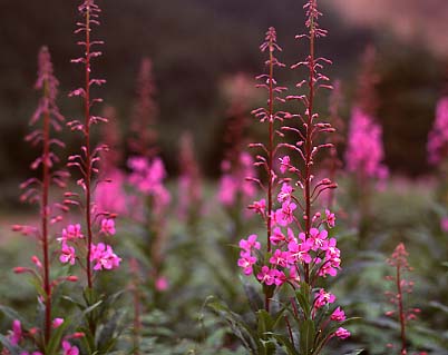 mtflower01.JPG