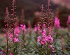 mtflower01_thumb.jpg