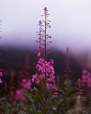 mtflower02.JPG
