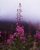 mtflower02_thumb.jpg