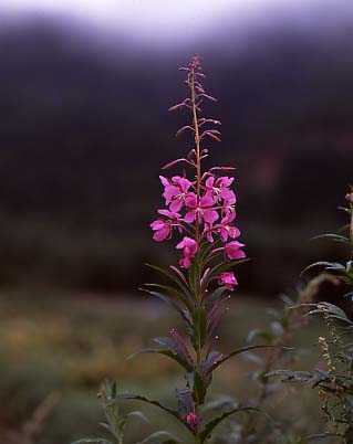 mtflower03.JPG