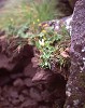 mtflower05_thumb.jpg