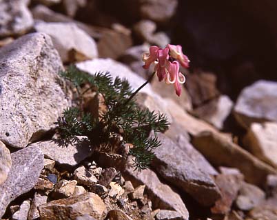 mtflower06.JPG