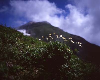 mtflower08.JPG