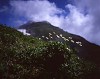 mtflower08_thumb.jpg