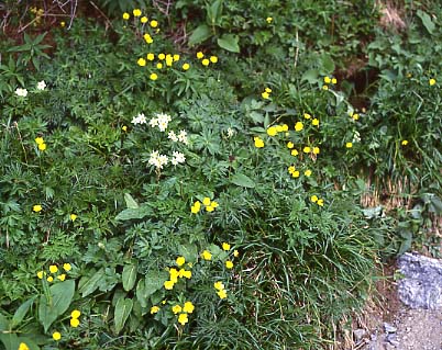 mtflower09.JPG