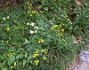 mtflower09_thumb.jpg