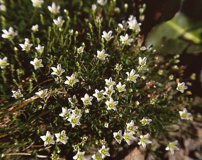 mtflower10.JPG