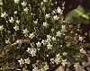 mtflower10_thumb.jpg