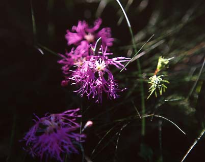 mtflower11.JPG