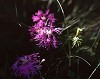 mtflower11_thumb.jpg