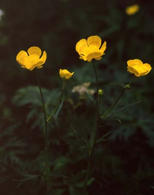 mtflower12.JPG