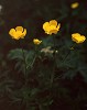 mtflower12_thumb.jpg