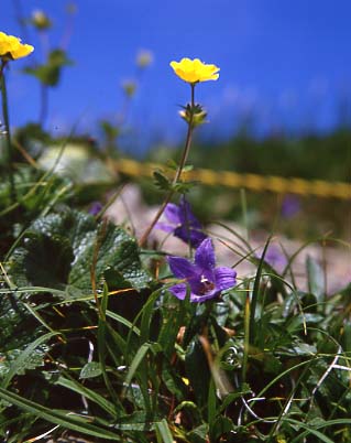 mtflower13.JPG