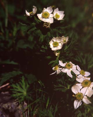 mtflower14.JPG