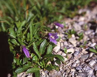 mtflower15.JPG