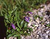 mtflower15_thumb.jpg