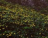mtflower16_thumb.jpg