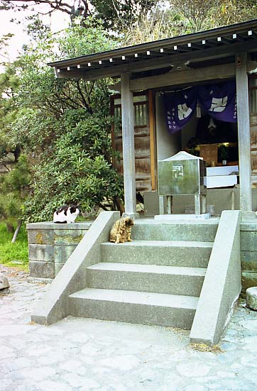 ultraneko01.JPG