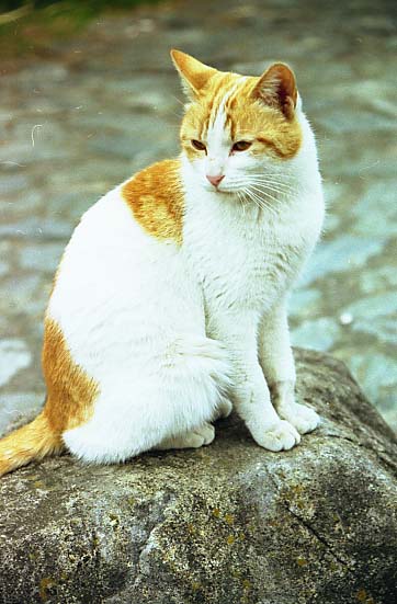 ultraneko02.JPG