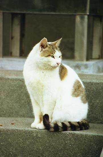 ultraneko05.JPG