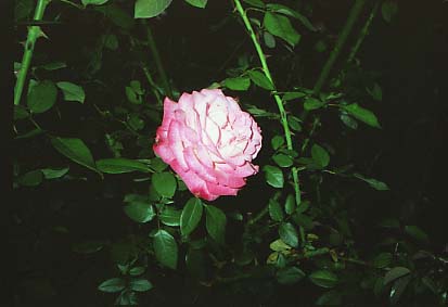 furukawa09.JPG