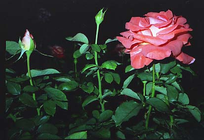 furukawa10.JPG