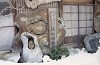 shirakawa14_thumb.jpg