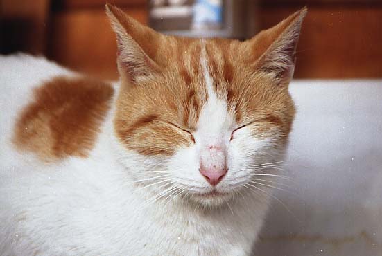 ncnneko020.JPG
