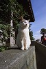 ncneko001_thumb.jpg