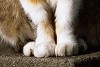 ncneko021_thumb.jpg