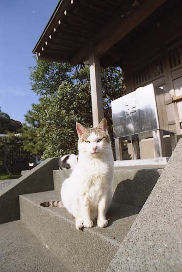 ncneko022.JPG